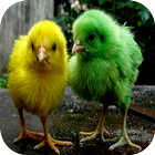 Chicks Wallpapers-icoon
