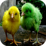 Chicks Wallpapers آئیکن