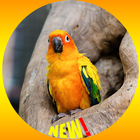 Conure Bird Wallpaper HD-icoon