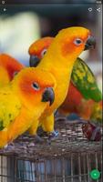 Conure Bird Wallpaper HD screenshot 1