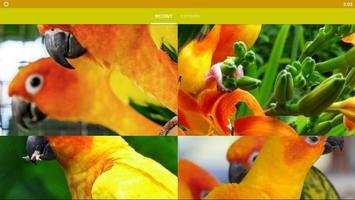 Conure Bird Wallpaper HD screenshot 3