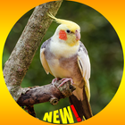 Cockatiel Bird Fond d'écran HD icône