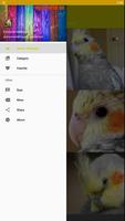 Cockatiel Bird Fond d'écran HD capture d'écran 2