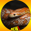 Fond d'écran HD Reptile Serpent de maïs APK