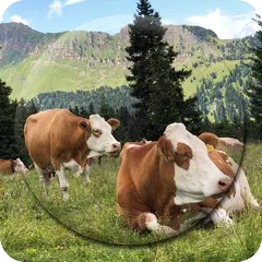 Скачать Cow Wallpapers APK