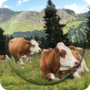 Cow Wallpapers APK