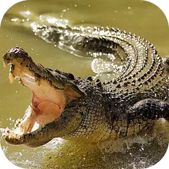 Crocodile Wallpapers APK download