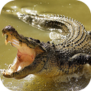 Crocodile Wallpapers APK