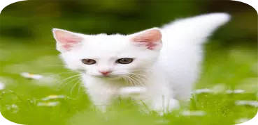 Cute Kitten HD Wallpaper