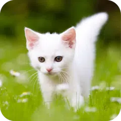 Cute Kitten HD Wallpaper APK 下載