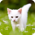Cute Kitten HD Wallpaper
