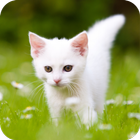 Cute Kitten HD Wallpaper icône