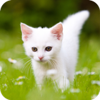 Cute Kitten HD Wallpaper icon