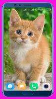 Cute Kitten HD Wallpaper Affiche