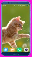 Cute Kitten HD Wallpaper capture d'écran 2
