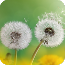 Dandelion flower HD Wallpaper APK