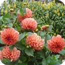 Dahlia flower HD Wallpaper APK
