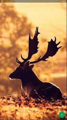 Rusa Wallpaper HD For Android - APK Download