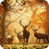 Deer HD Wallpaper Zeichen