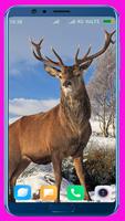 Deer HD Wallpaper screenshot 2