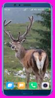 Deer HD Wallpaper screenshot 3