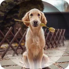 Скачать Dogs Wallpapers XAPK