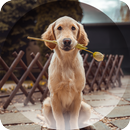 Dogs Wallpapers APK