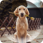 Dogs Wallpapers ikona