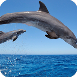 Dolphin HD Wallpaper आइकन
