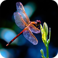 ”Dragonfly HD Wallpaper