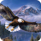 Eagle HD Wallpaper آئیکن