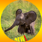 Elephant Wallpaper আইকন