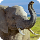 Elephant HD Wallpaper APK