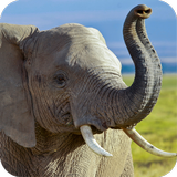 Elephant HD Wallpaper 아이콘