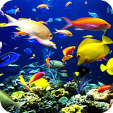 Fish HD Wallpaper ikon