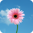 Flower Wallpaper Best 4K APK