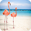 Flamingo HD Wallpaper APK