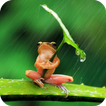 Frog HD Wallpaper
