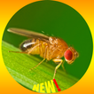 Обои для рабочего стола Fruit Fly HD