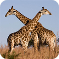 Giraffe HD Wallpaper