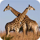 Giraffe HD Wallpaper APK