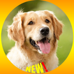 Golden Retriever Dog Fond d'écran HD