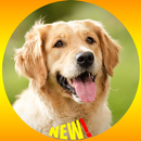 Golden Retriever Dog Fond d'écran HD APK
