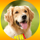 Golden Retriever Dog Fond d'écran HD icône