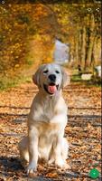 Golden Retriever Dog Fond d'écran HD capture d'écran 2