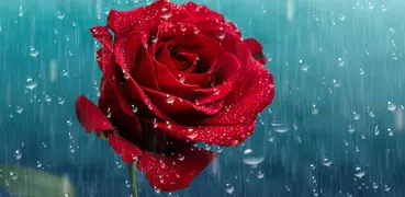 Rose Raindrop Live Wallpaper