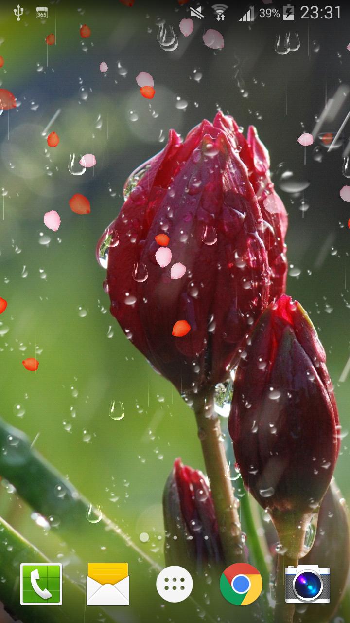 玫瑰下雨水滴雨滴动态壁纸免费 Pro 安卓下载 安卓版apk 免费下载