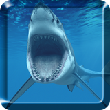 Shark Live Wallpaper biểu tượng