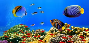 海洋魚類世界動態桌布