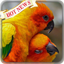 APK Love Bird Wallpaper